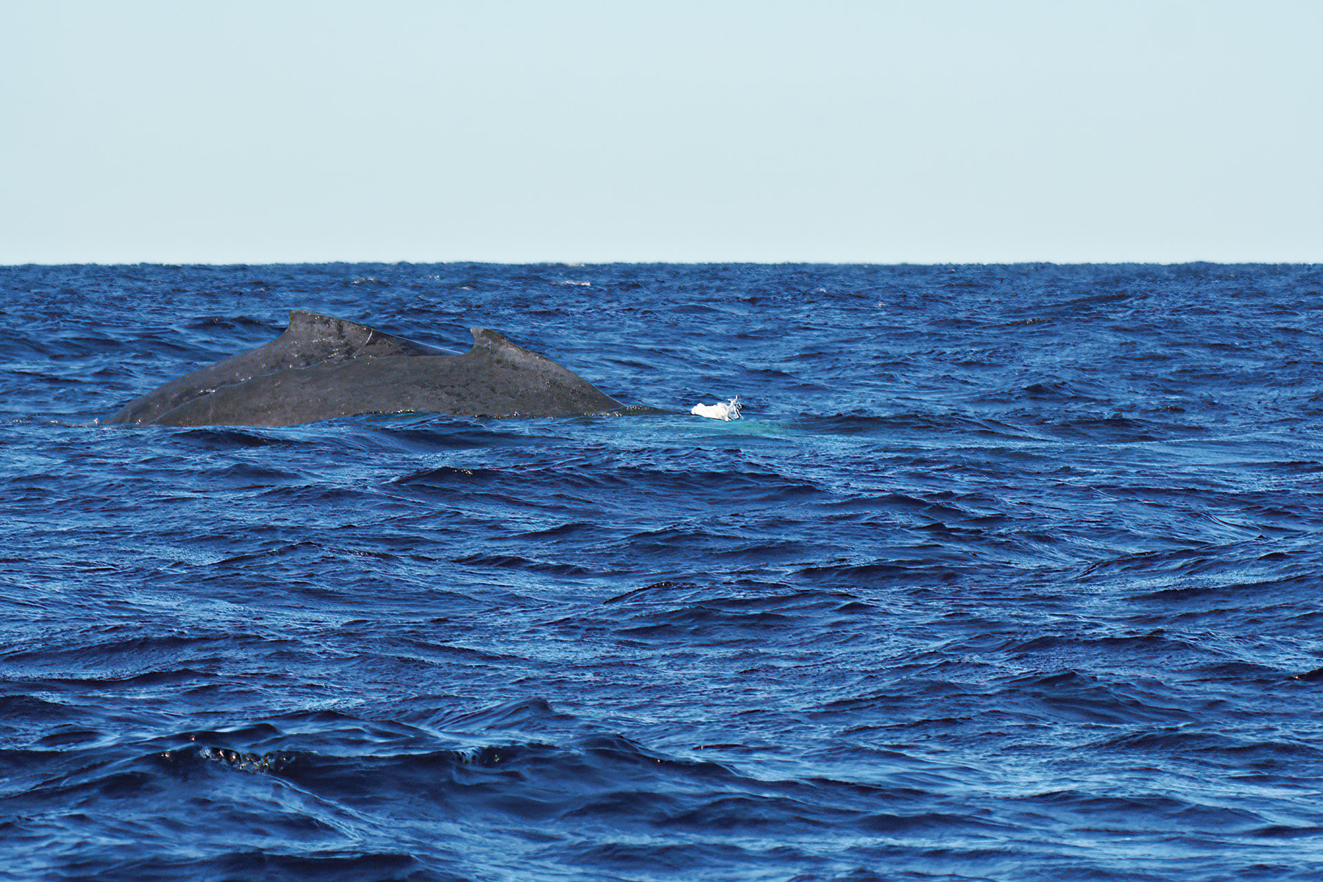 Whale-Watching vor der Küste von Itaty: In großen Gruppen ziehen Buckelwale jedes Jahr in warme, tropische Breiten um dort ihre Jungtiere zur Welt zu bringen.